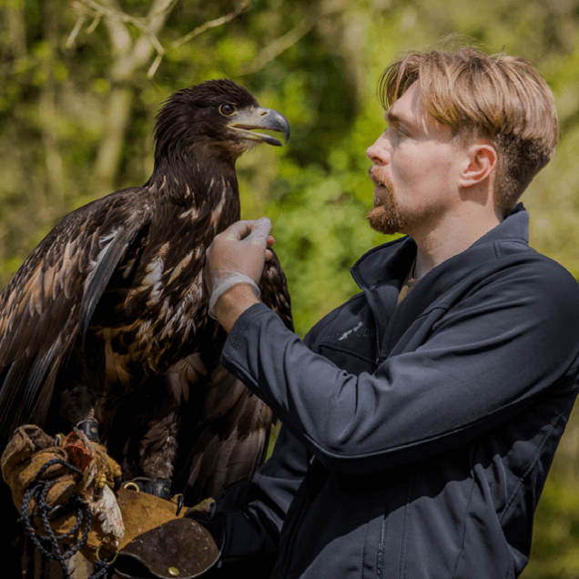 Falconry