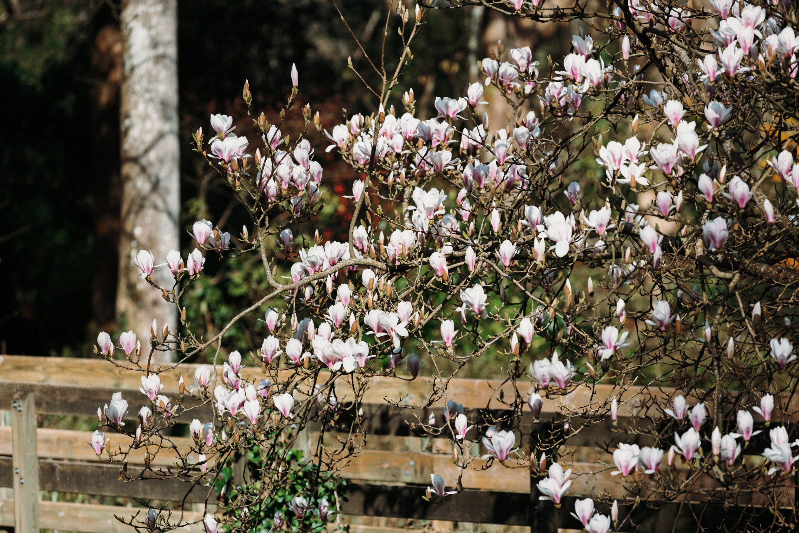 flowers on tree