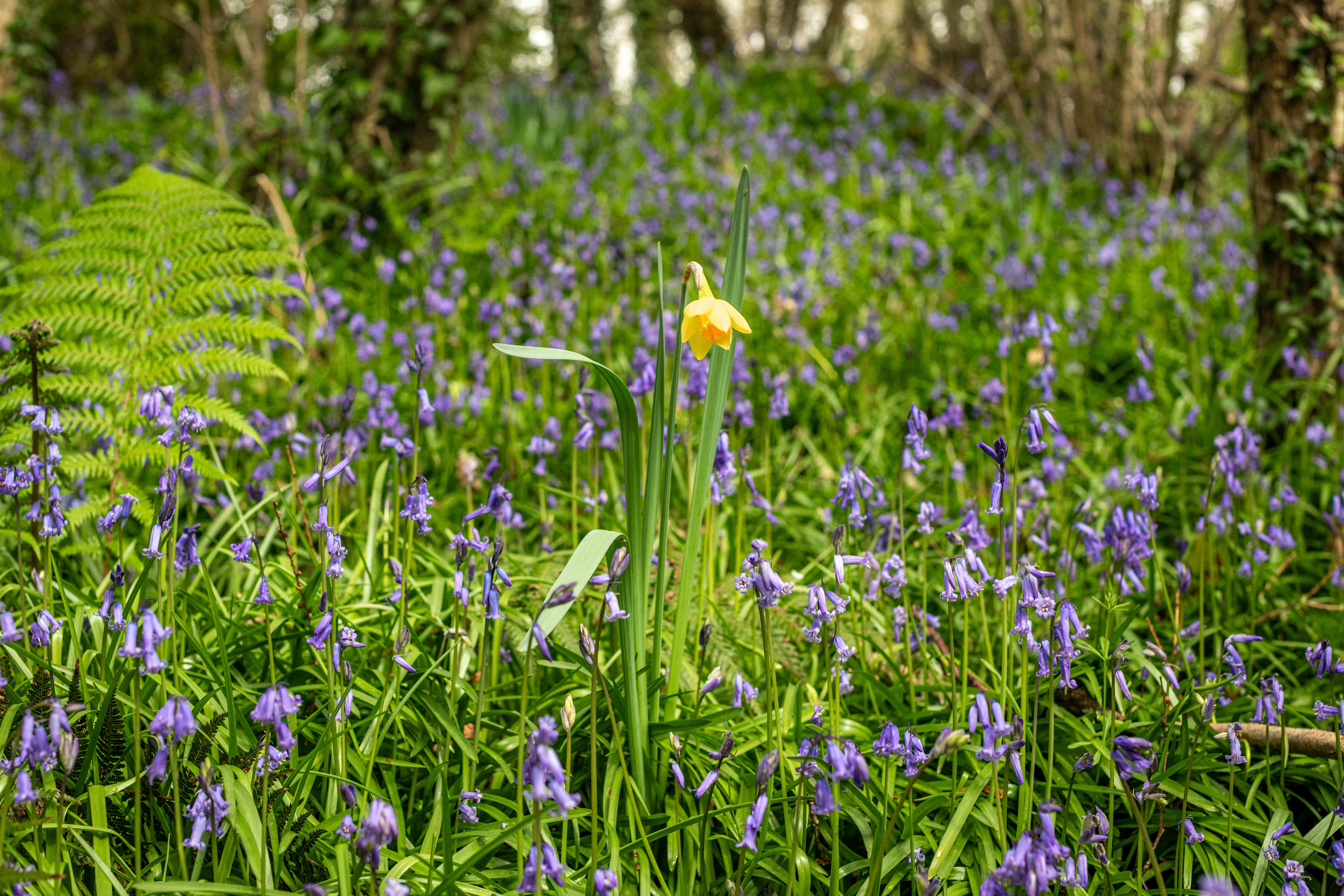 Daffodil in amongst bluebells 