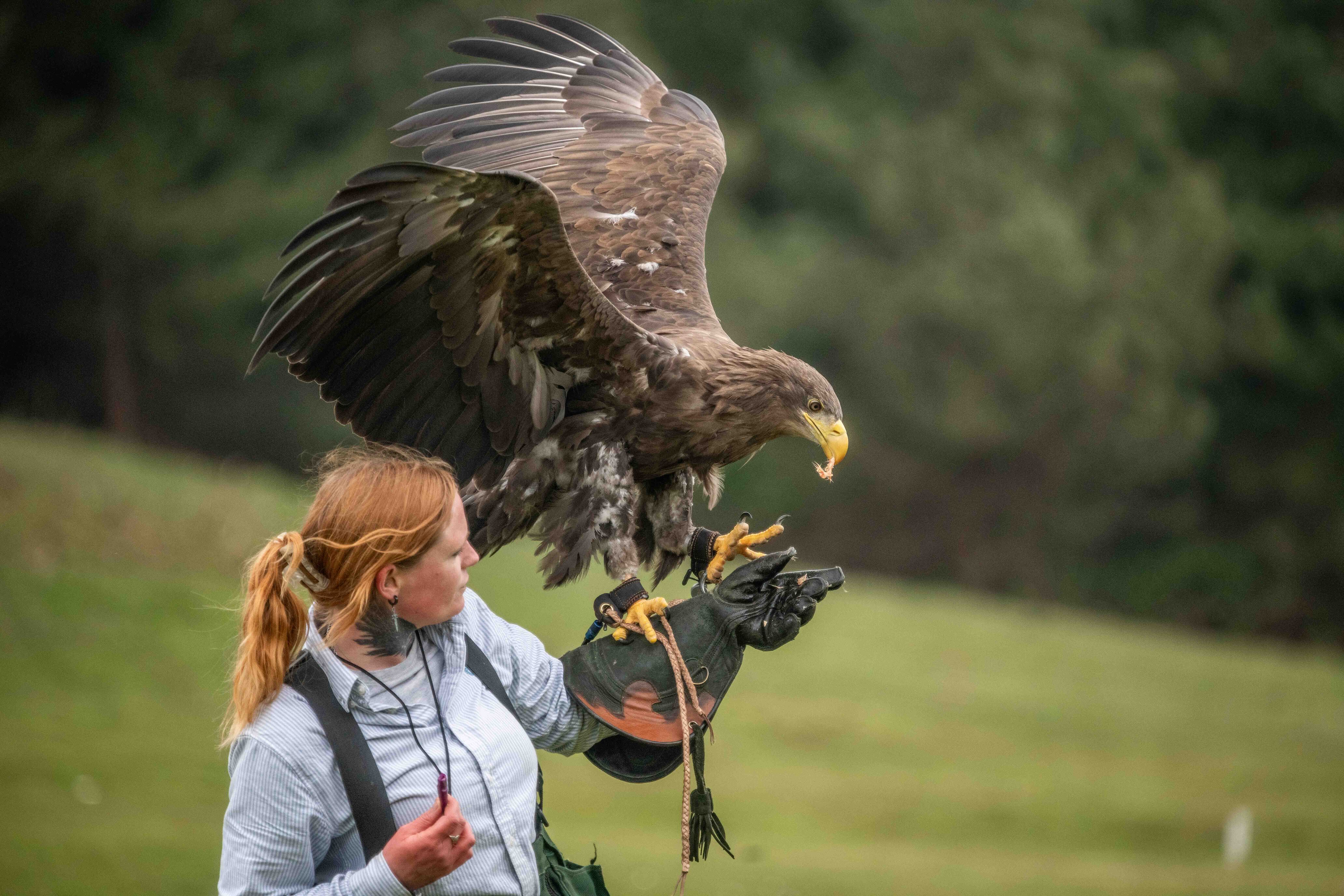 White tailed sea eagle with wings spread on woman's arm whilst eating chick