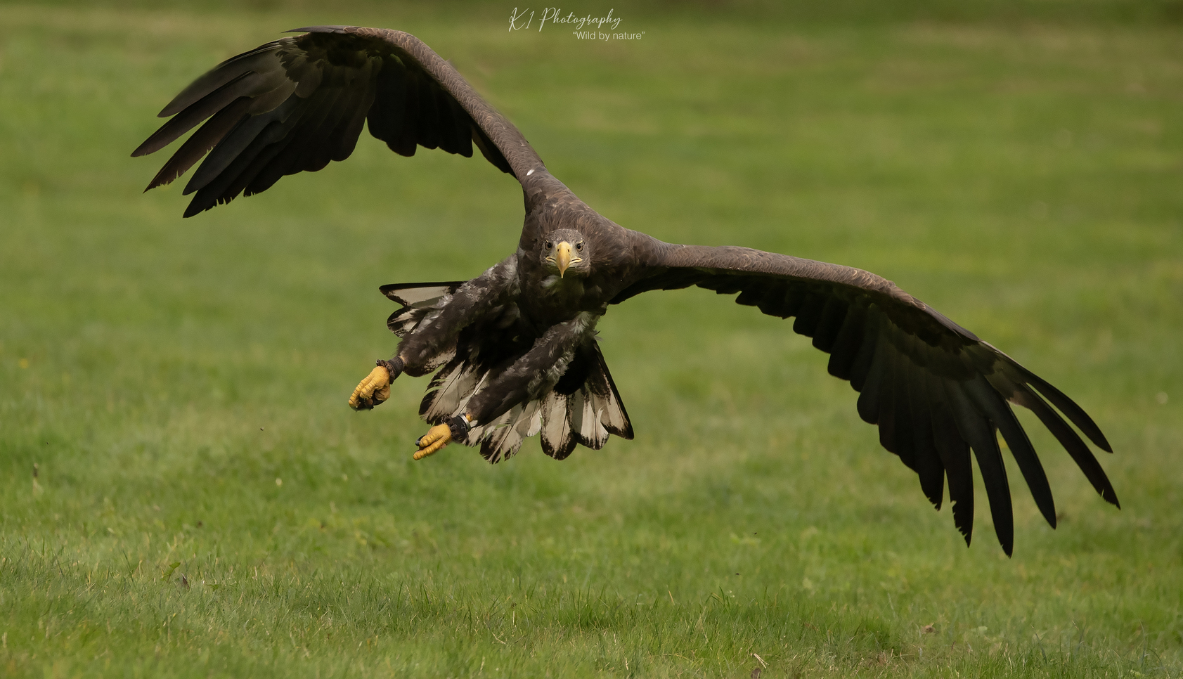 White tailed sea eagle with wings spread 