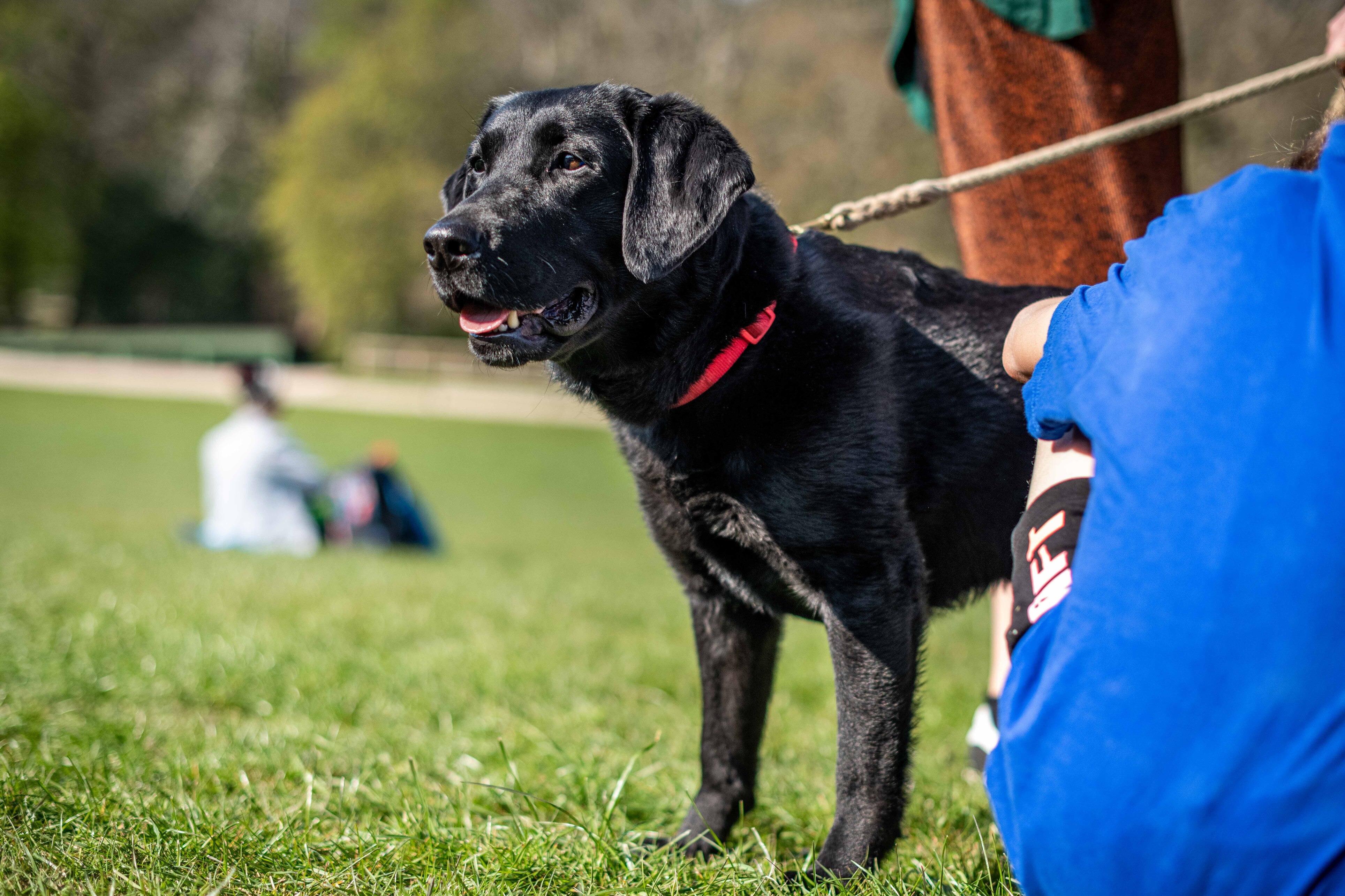 Black labrador in field