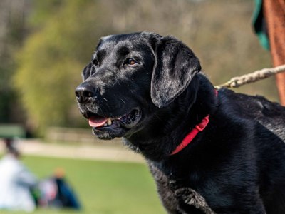 Black labrador in field