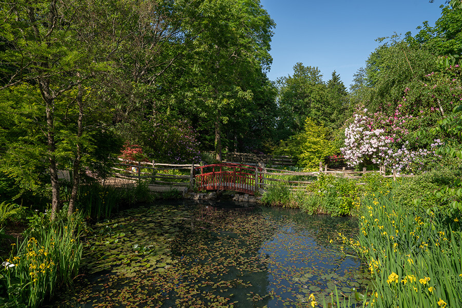 Pond in summer with flowering threes and bridge 