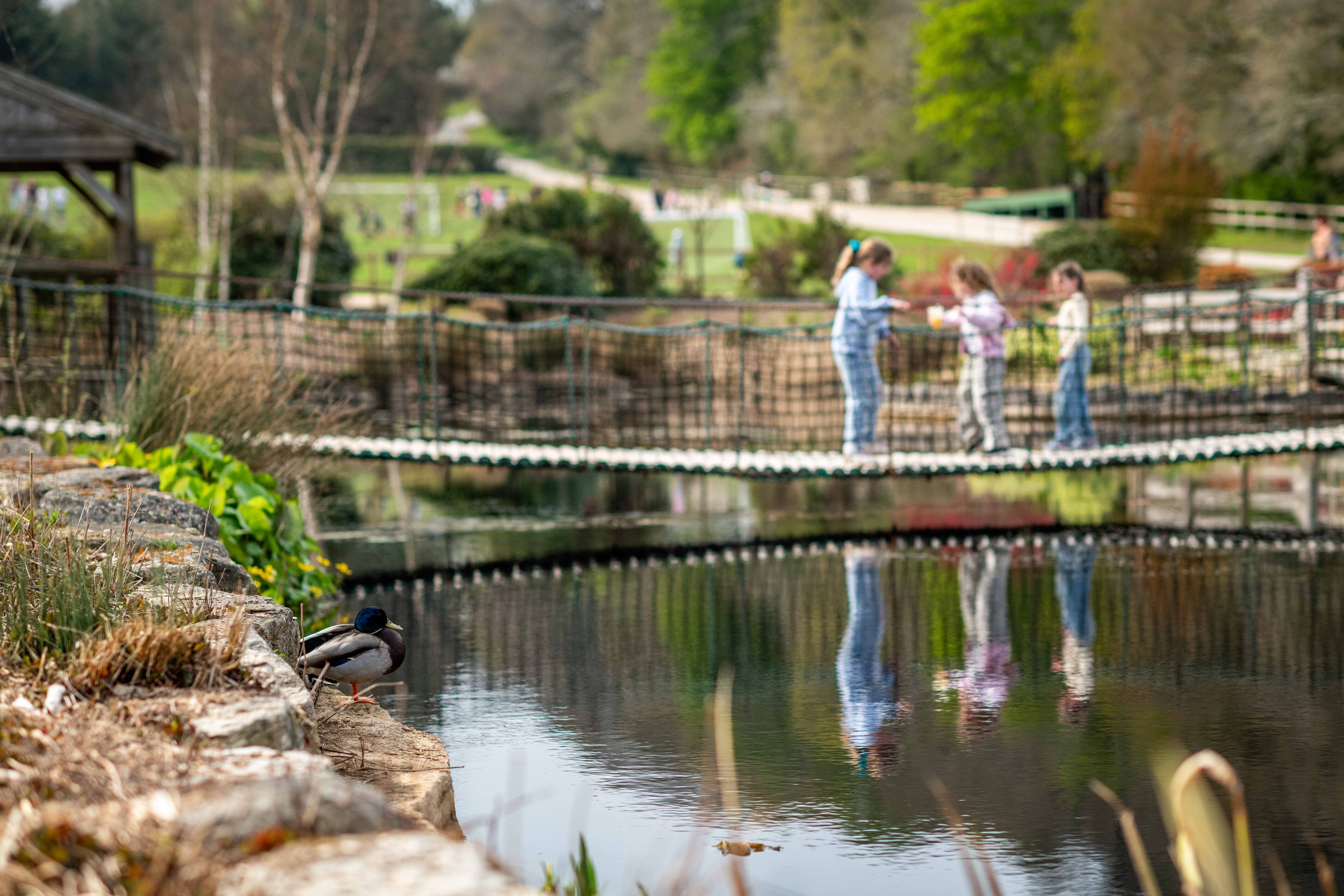 girls playing on wobble bridges over pond