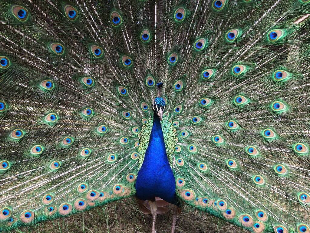 Male peacock with feathers out