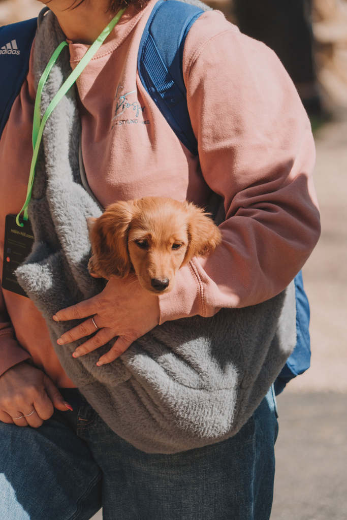 Puppy with sling