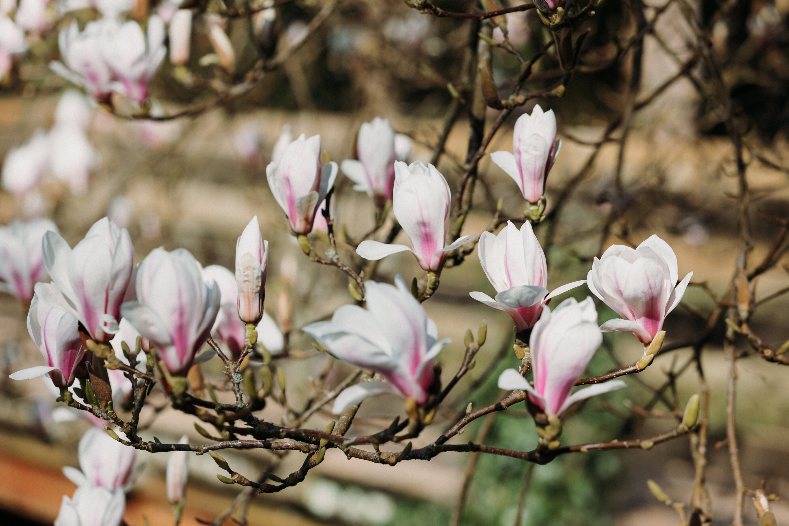flowers on tree
