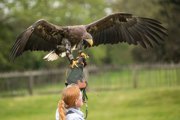 White tailed sea eagle with wings spread on woman's arm