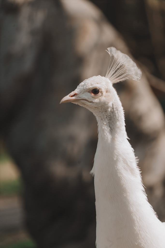 White peacock 