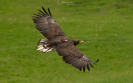 White tailed sea eagle flying