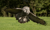 Owl flying through air