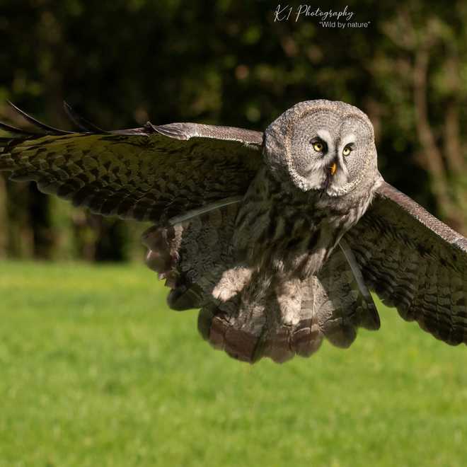 Falcons Fly Again At Robin Hill